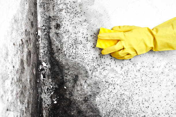 Mold Removal and Inspection in Lanett, AL