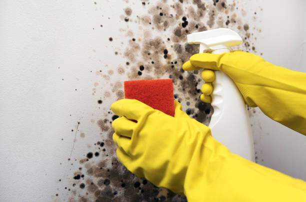 Best Mold Removal Company Near Me  in Lanett, AL